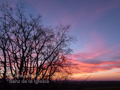 Quercus pirenaica, roble melojo o rebollo