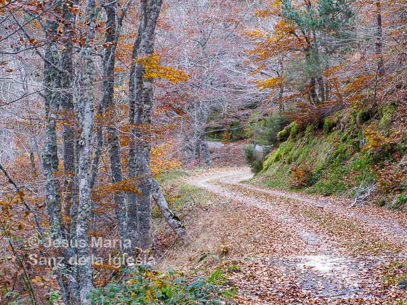 Camino a Aizkolegi, Bosque de Bertiz