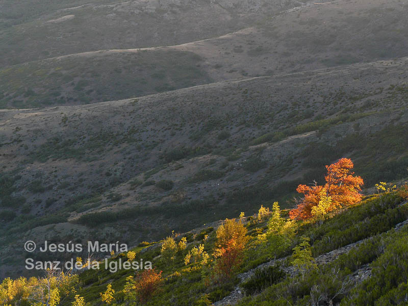 Al amanecer la luz enciende mil colores en el bosque