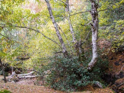 Abedules en otoño 